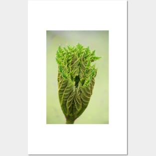Triffids in the spring ! Posters and Art